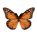 fluttering butterfly